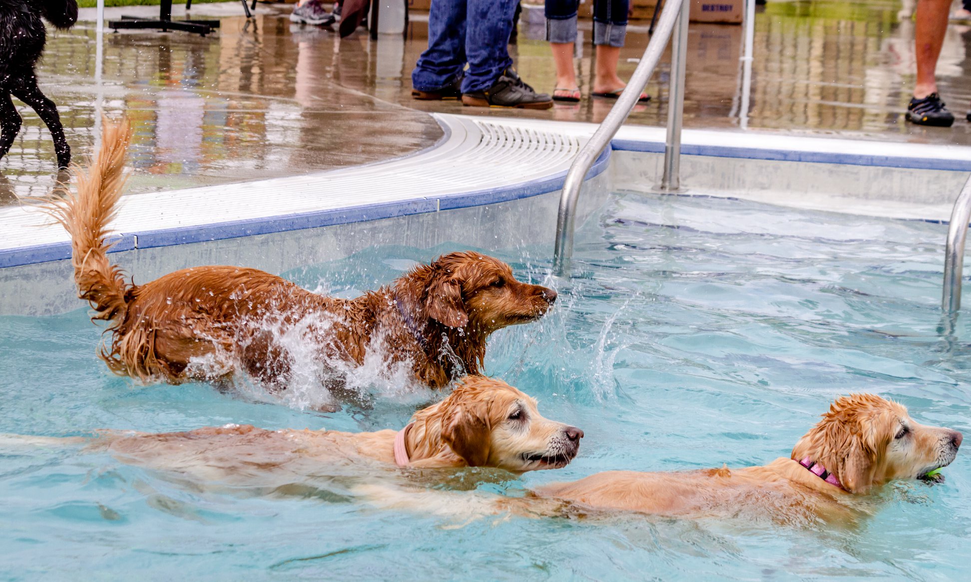 Florida Pool Testimonial with Dogs